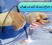 بهترین جراح دیسک کمر در تهران